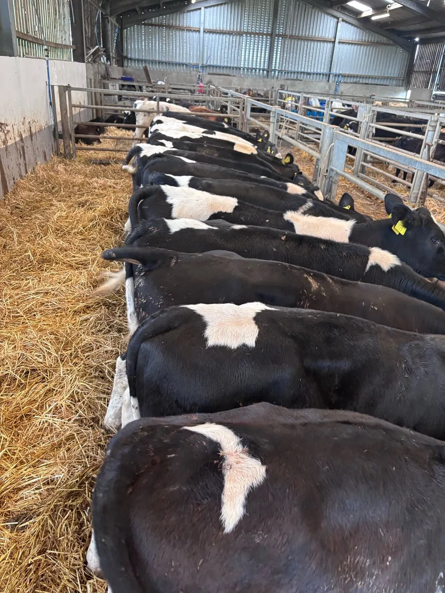 British Friesian lumps - Image 4