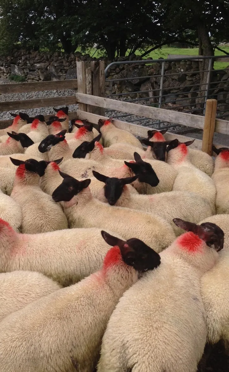 Suffolk/Mule Ewe Lambs - Image 4