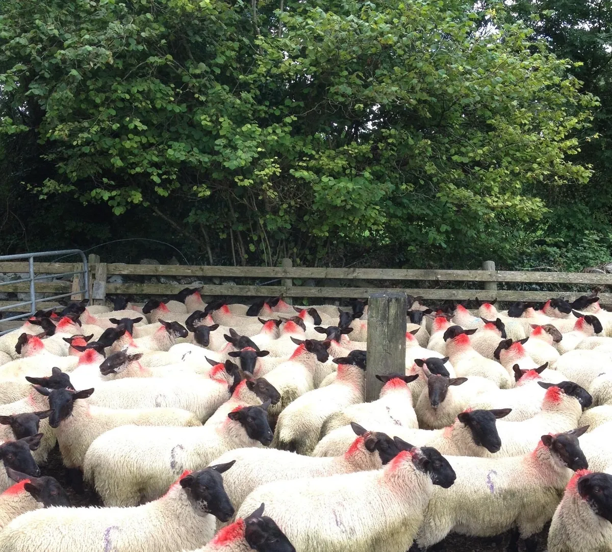 Suffolk/Mule Ewe Lambs - Image 2