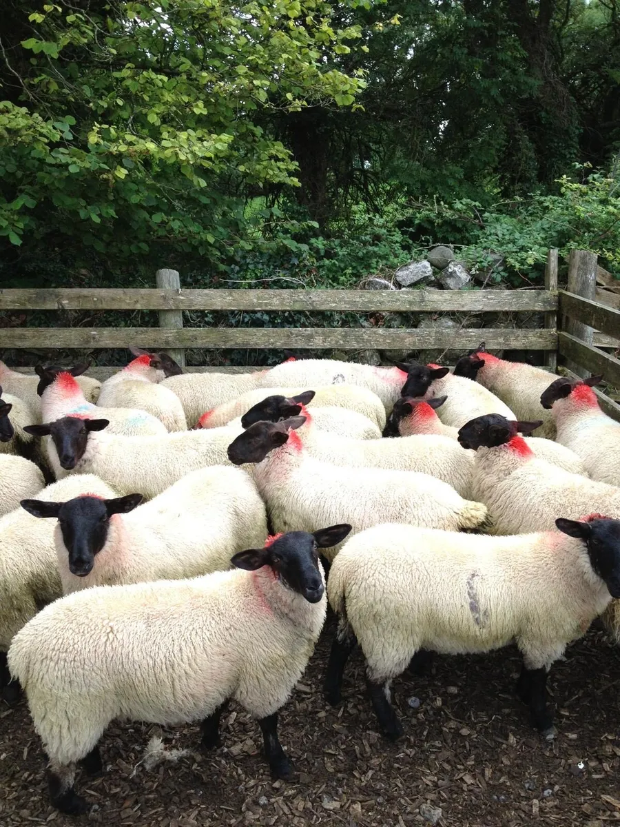 Suffolk/Mule Ewe Lambs - Image 3