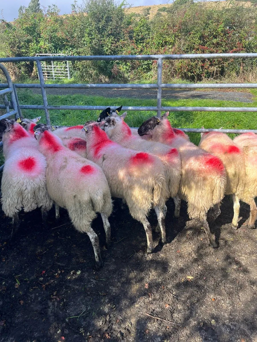 Hoggets - Image 1