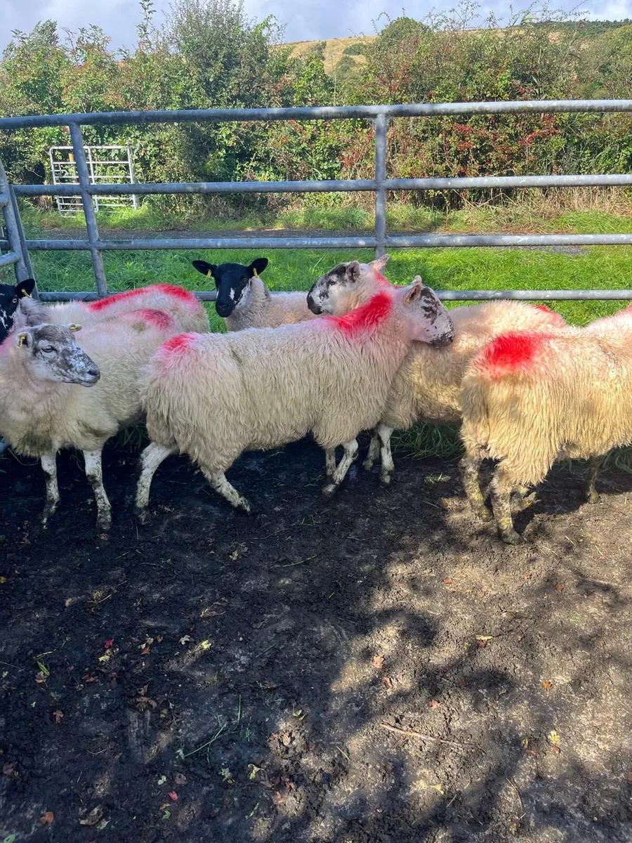 Hoggets - Image 3
