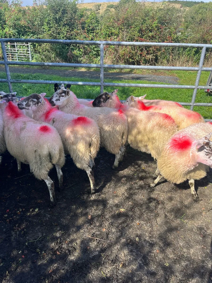 Hoggets - Image 2