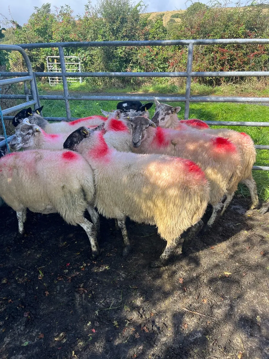 Hoggets - Image 4