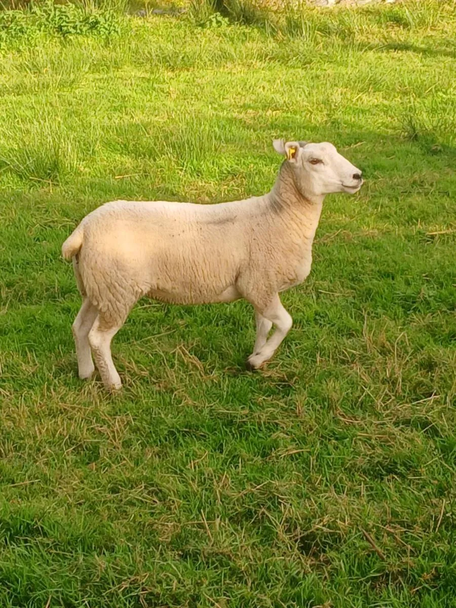 Sheep - Image 1