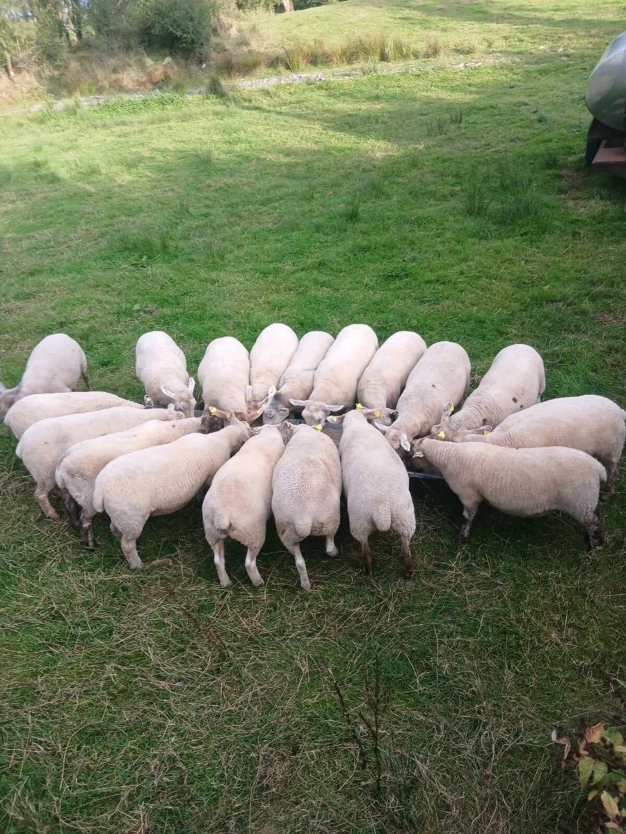 Sheep - Image 2