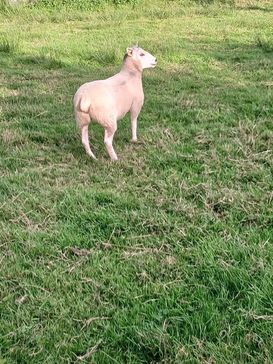 Sheep - Image 3