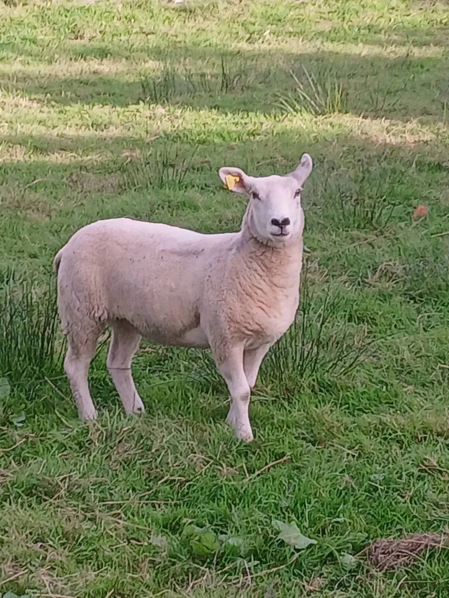 Sheep - Image 4
