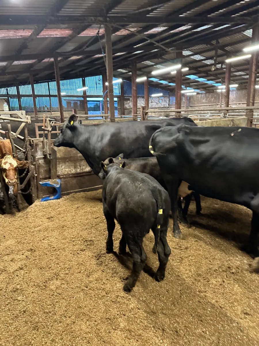 Angus cows with Angus bull calves - Image 1