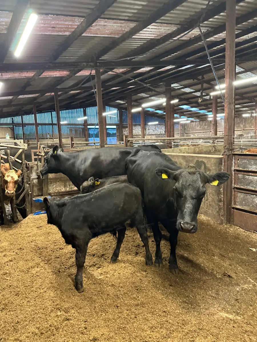 Angus cows with Angus bull calves - Image 2