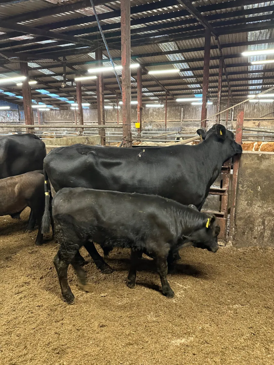 Angus cows with Angus bull calves - Image 4