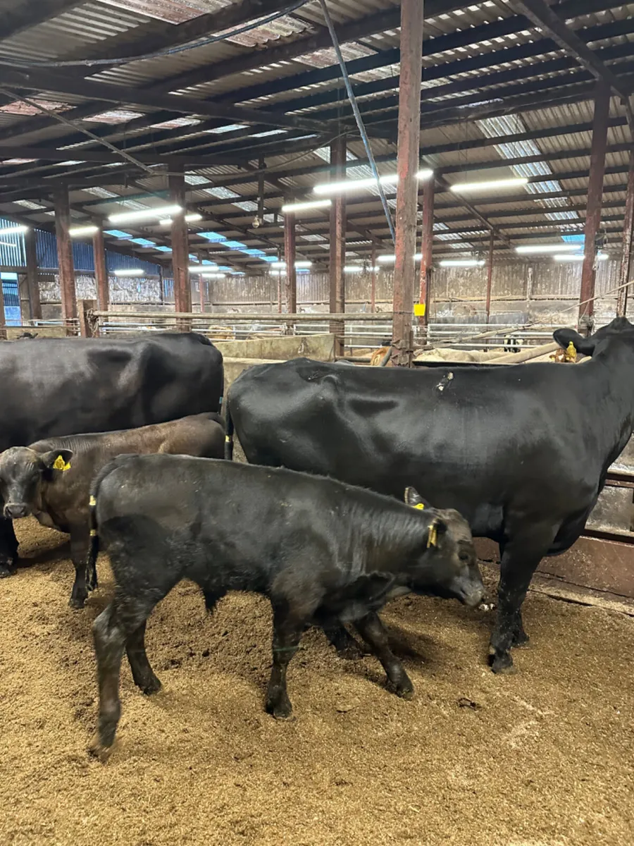 Angus cows with Angus bull calves - Image 3