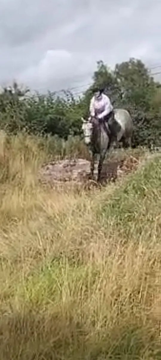 Pony - Image 3