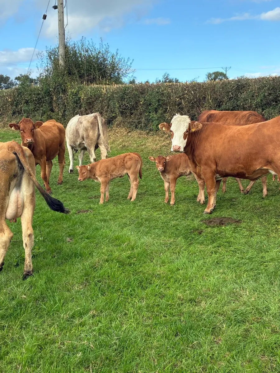 First calved Heiffers - Image 2