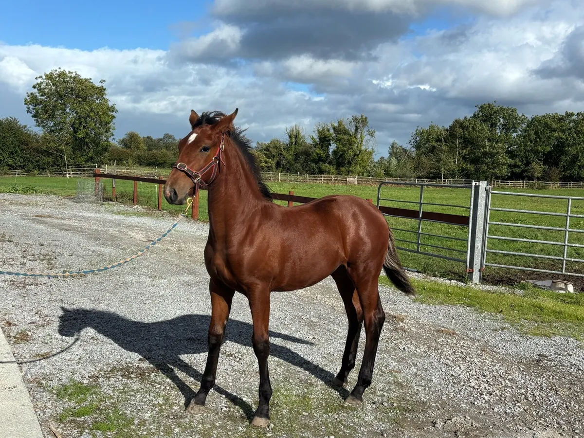 RID filly Foal by Steeped in Luck - Image 4