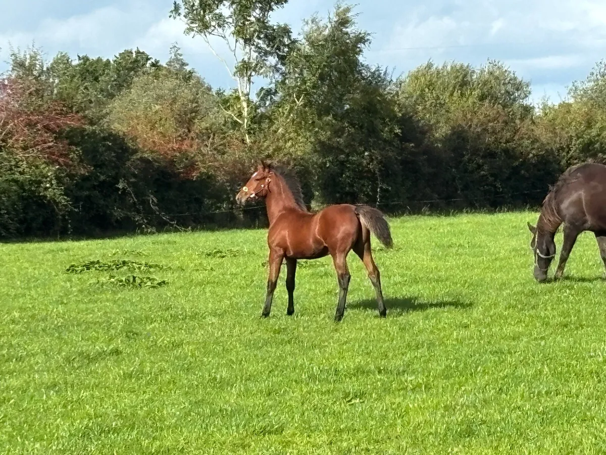 RID filly Foal by Steeped in Luck - Image 2
