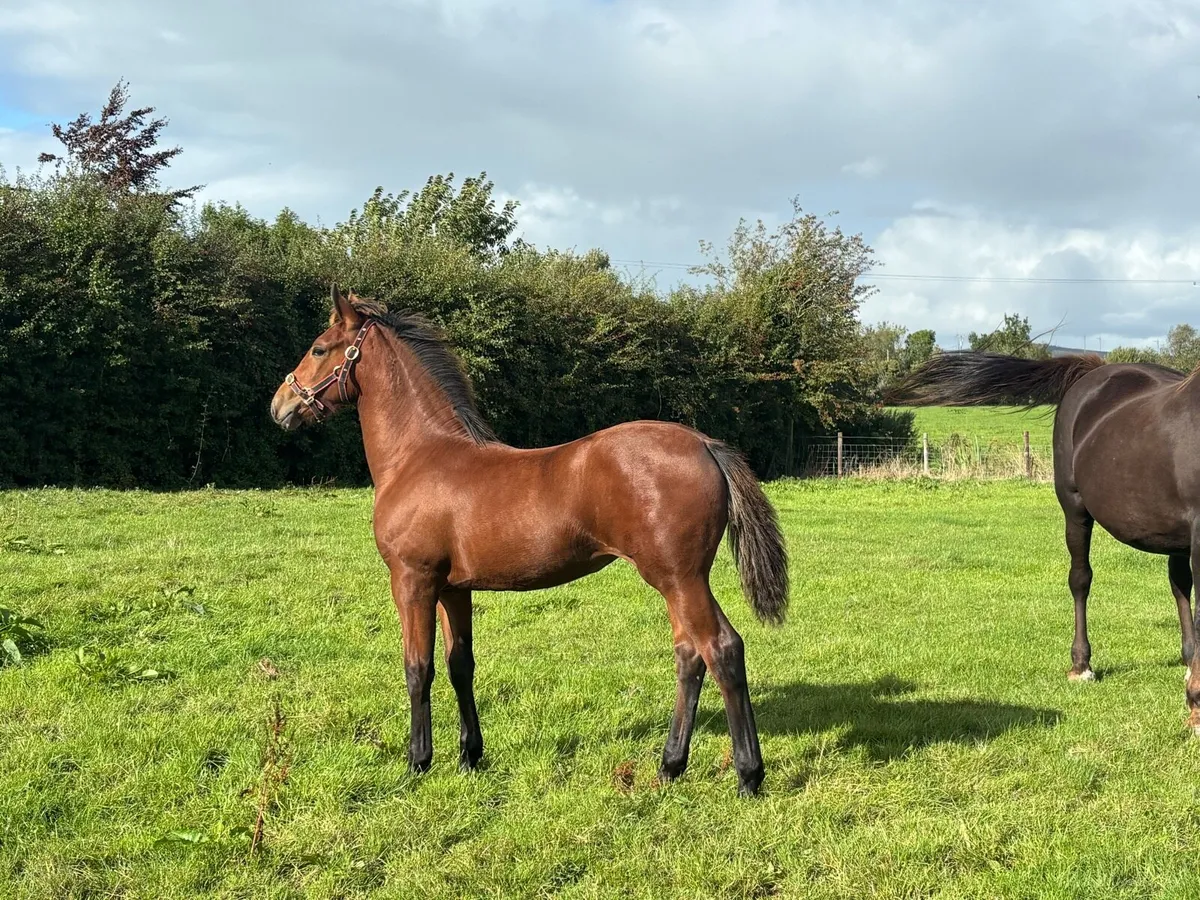 RID filly Foal by Steeped in Luck - Image 3