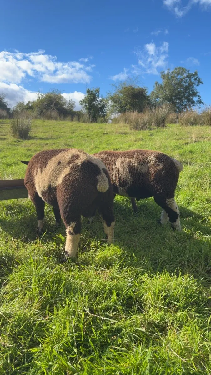 Dutch Spotted Ram Lamb
