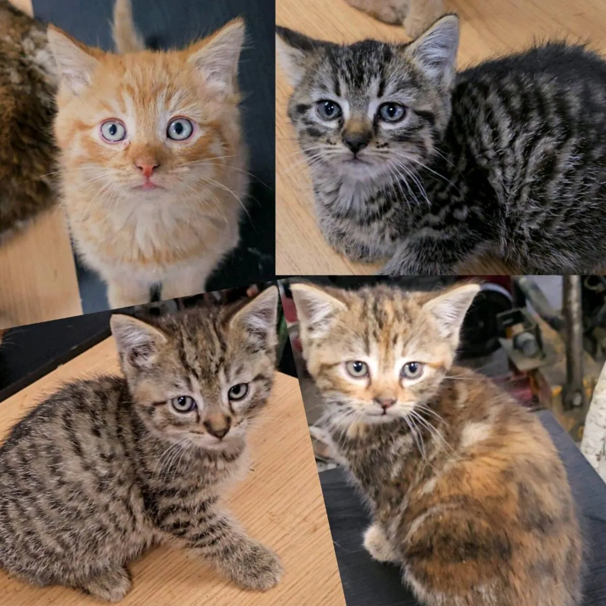 Kittens - Image 1
