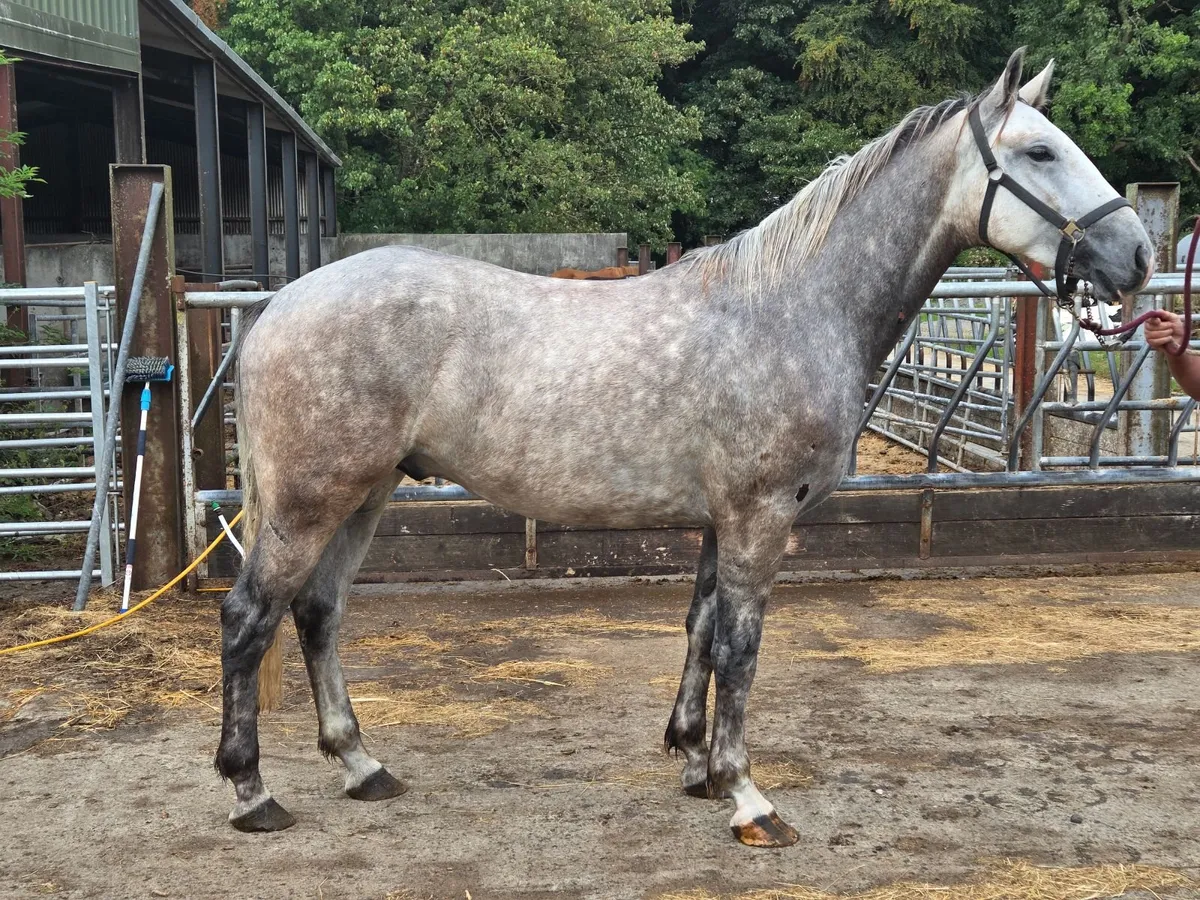 3yo + 5yo RID Gelding GORESBRIDGE 596 - Image 1