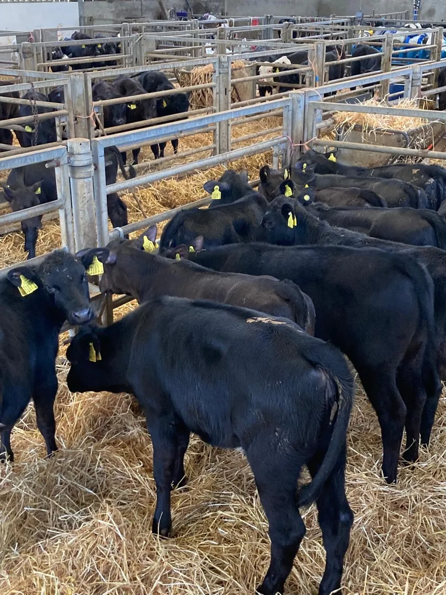 Angus heifers. - Image 1