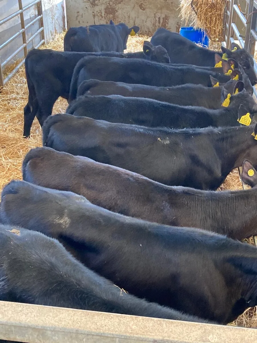 Angus heifers. - Image 2