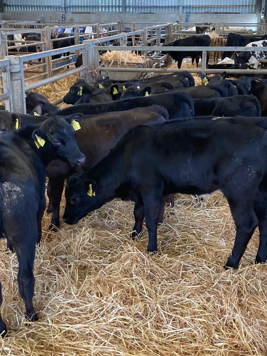 Angus heifers. - Image 3