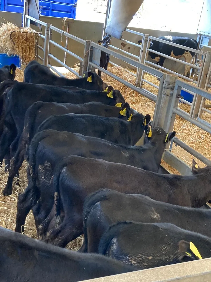 Angus heifers. - Image 4