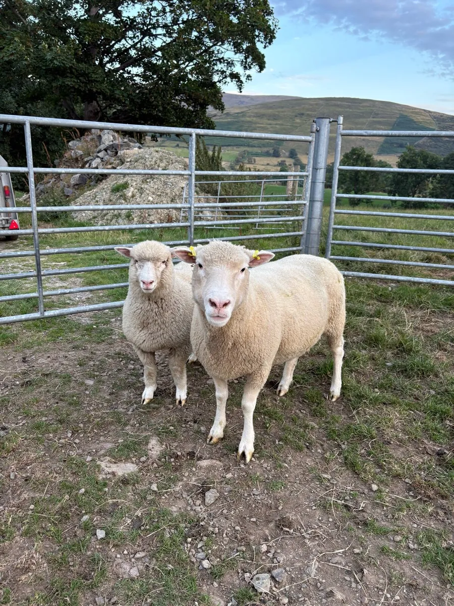 🔥🔥Dorset females 🔥🔥 - Image 1