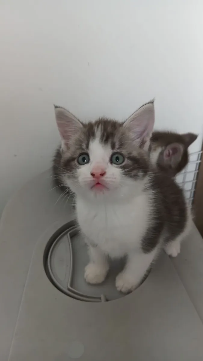 Main coon kittens - Image 1