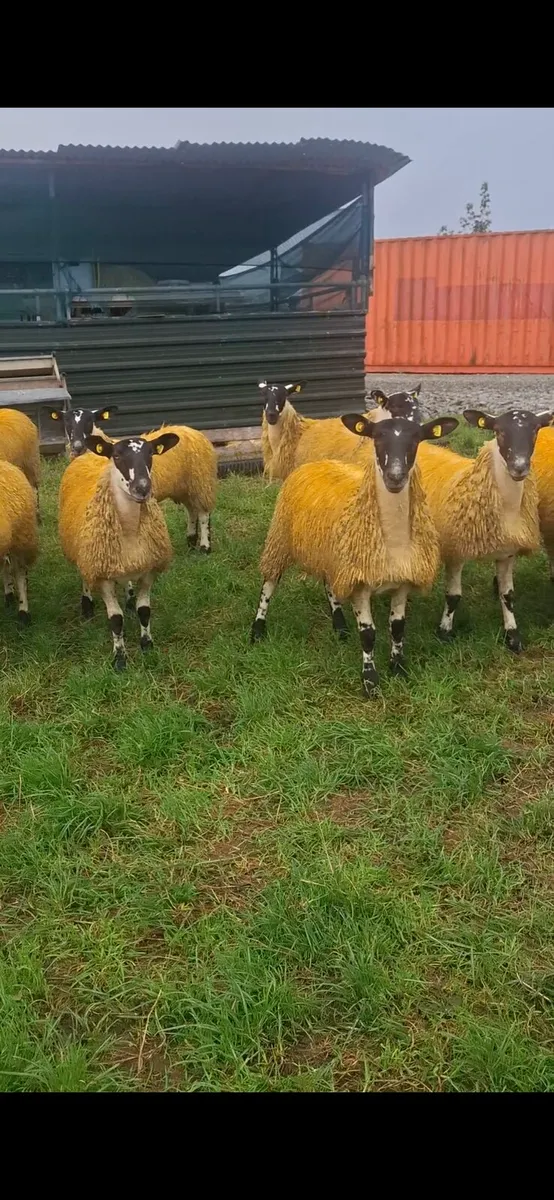 MULE EWE LAMBS - Image 3