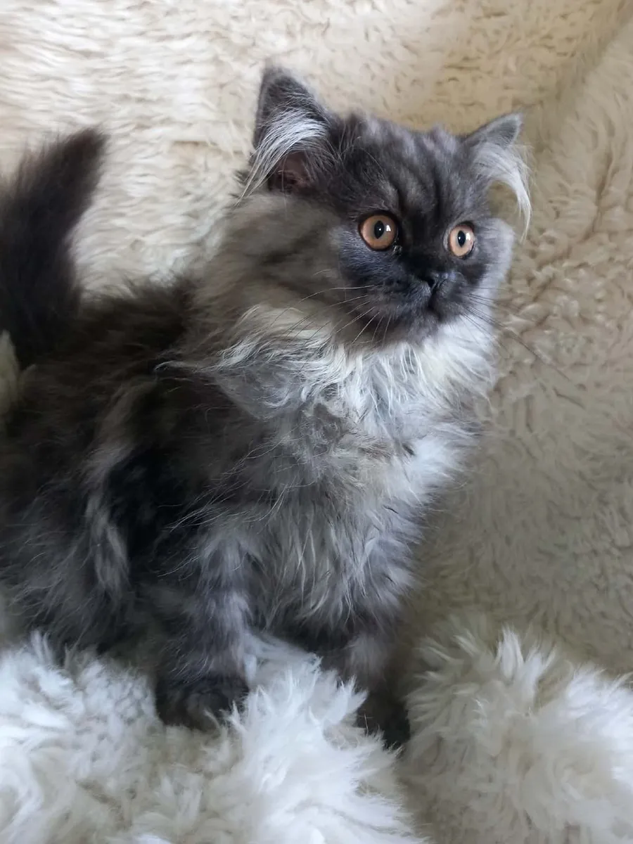 Beautiful Persian kittens - Image 3