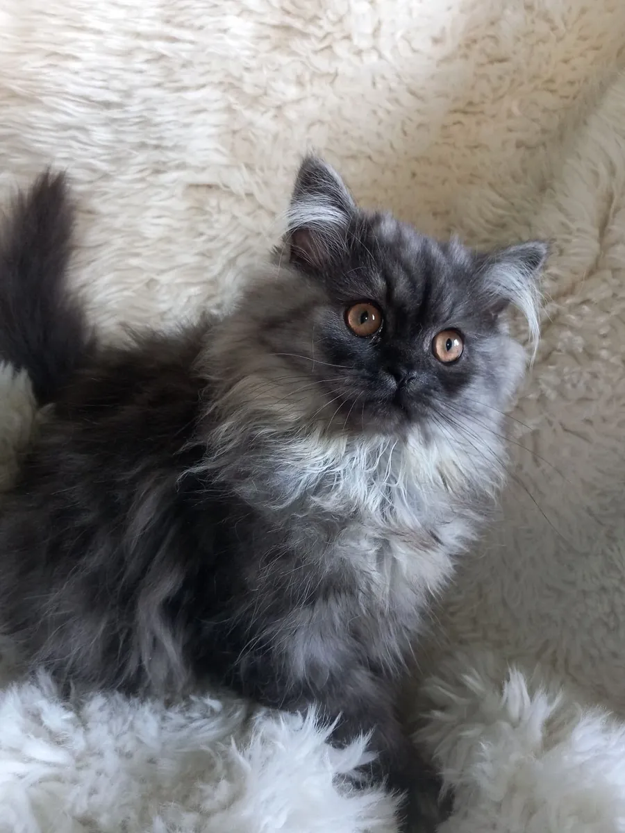 Beautiful Persian kittens - Image 1