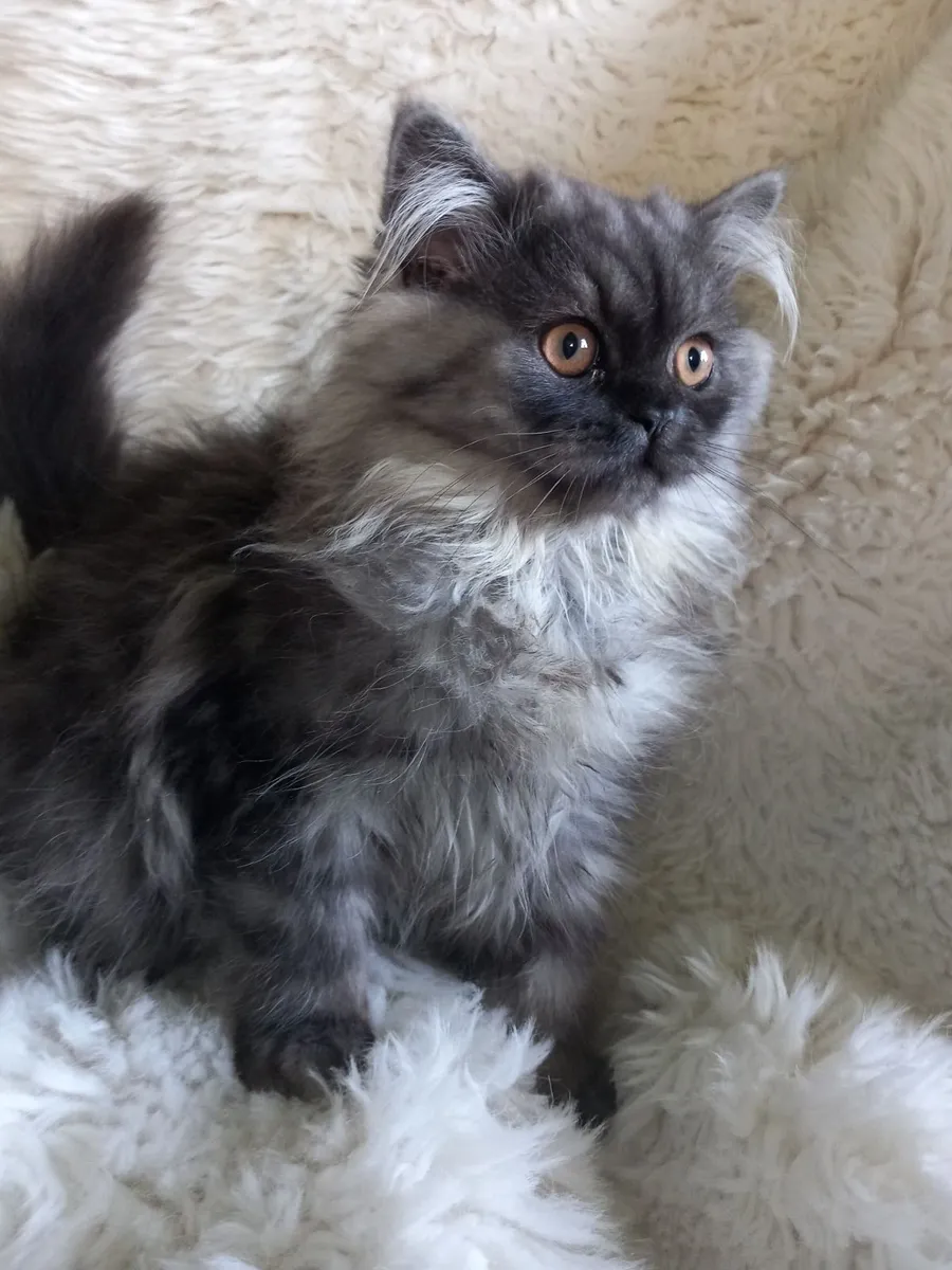 Beautiful Persian kittens - Image 4