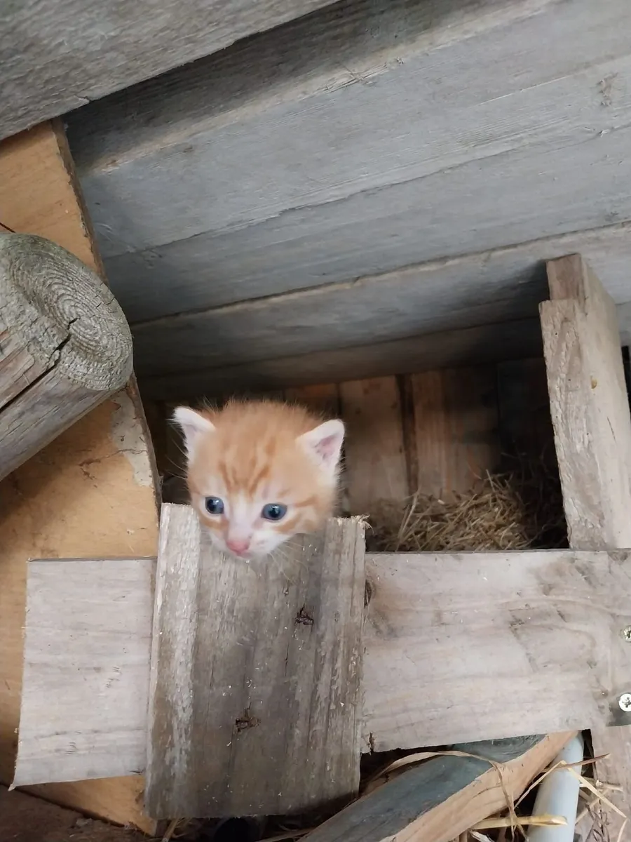 Kittens - Image 2