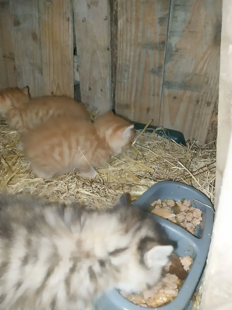 Kittens - Image 3