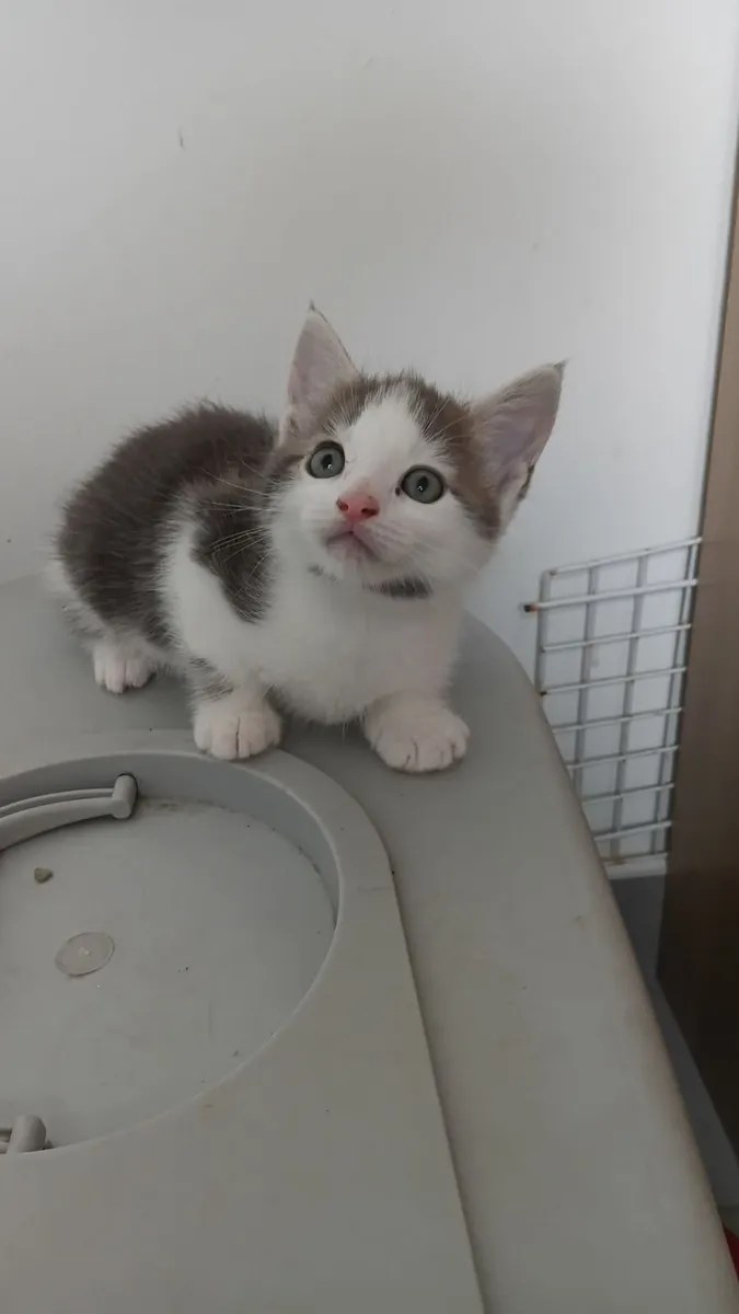 Main coon kittens - Image 2