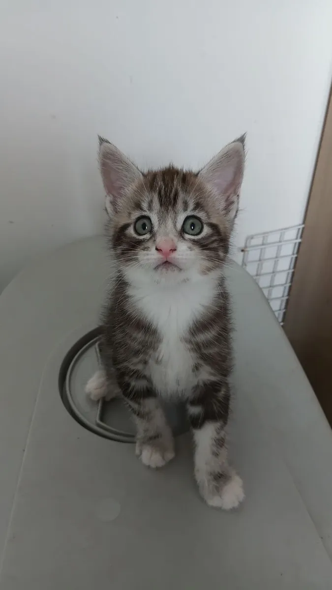 Main coon kittens - Image 3