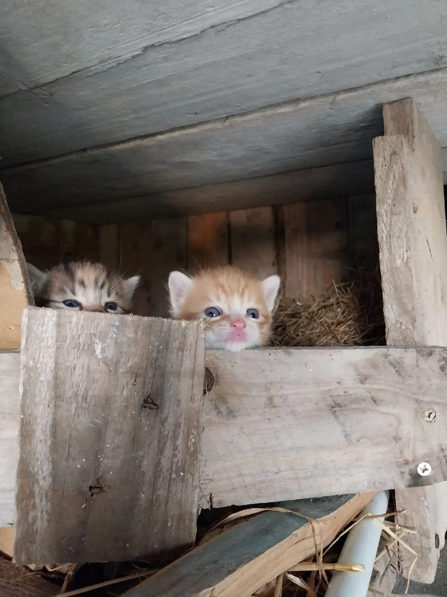 Kittens - Image 4