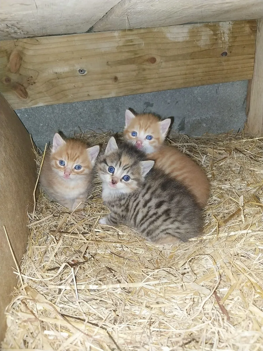 Kittens - Image 1