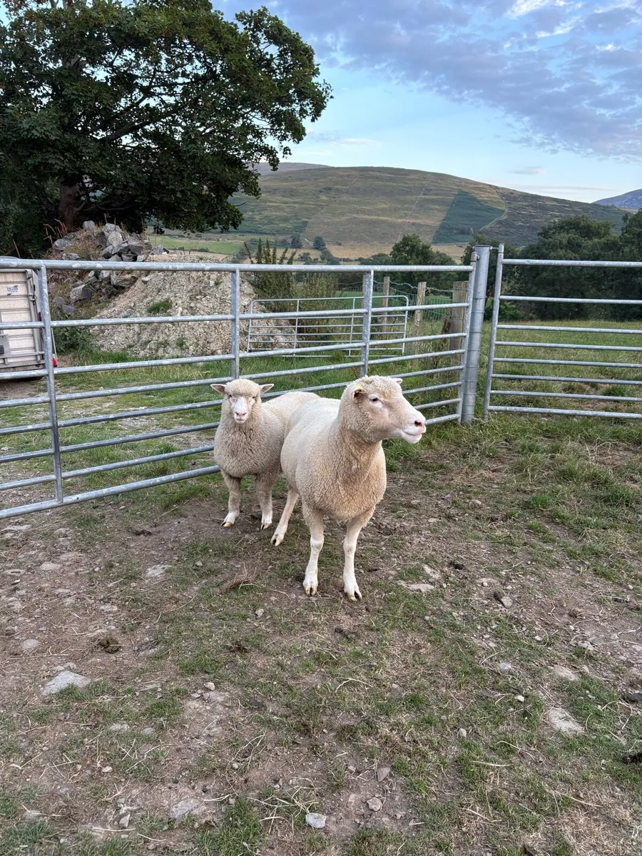 🔥🔥Dorset females 🔥🔥 - Image 3