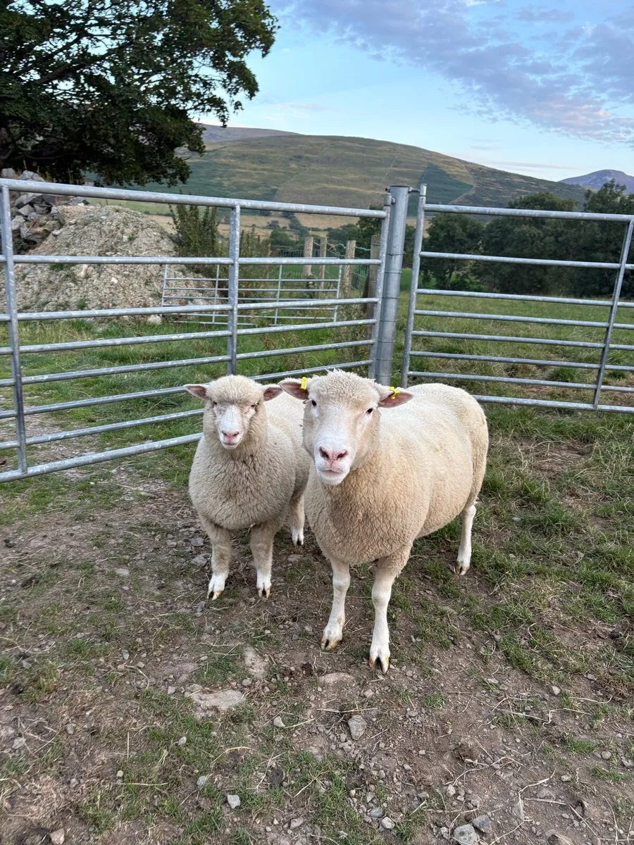 🔥🔥Dorset females 🔥🔥 - Image 2