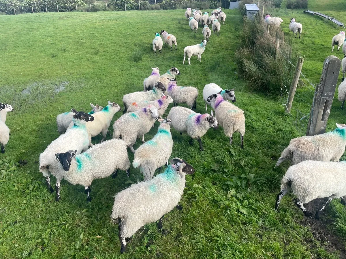 Cheviot X ewe and ram lambs - Image 3