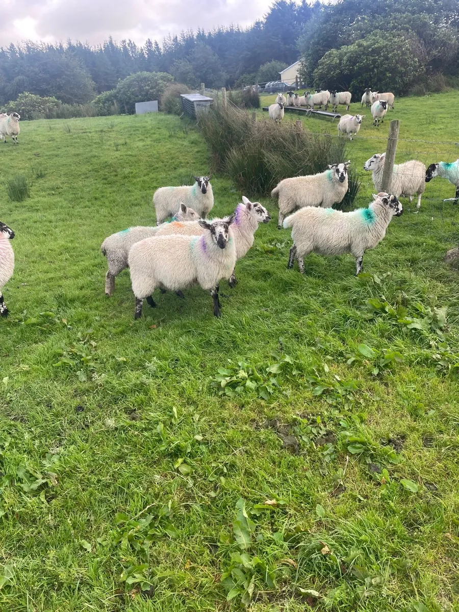 Cheviot X ewe and ram lambs - Image 1