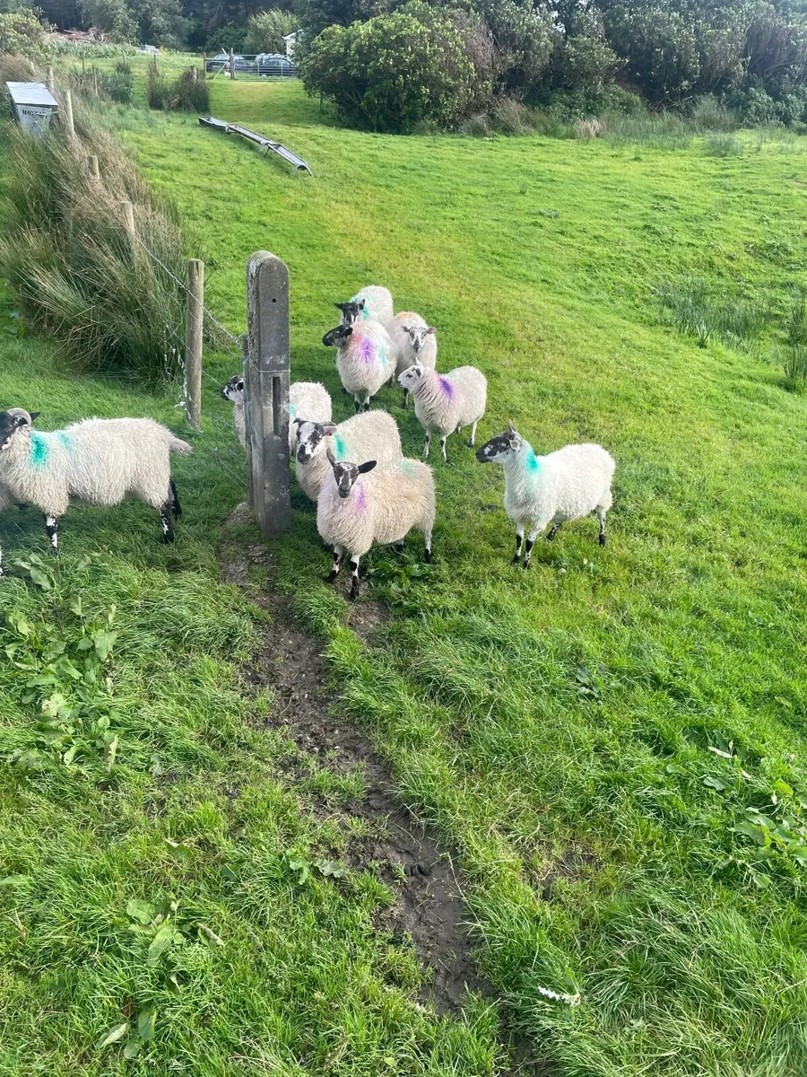Cheviot X ewe and ram lambs - Image 4