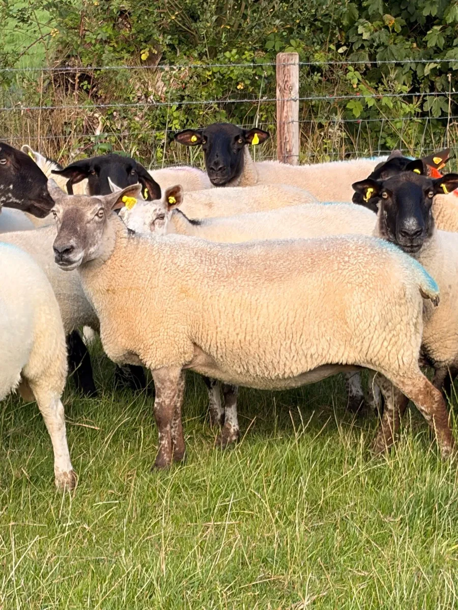 Breeding Ewes & Hoggets - Image 1