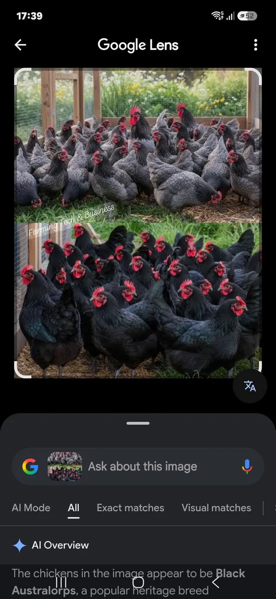 Wanted. Australop or black marran pol