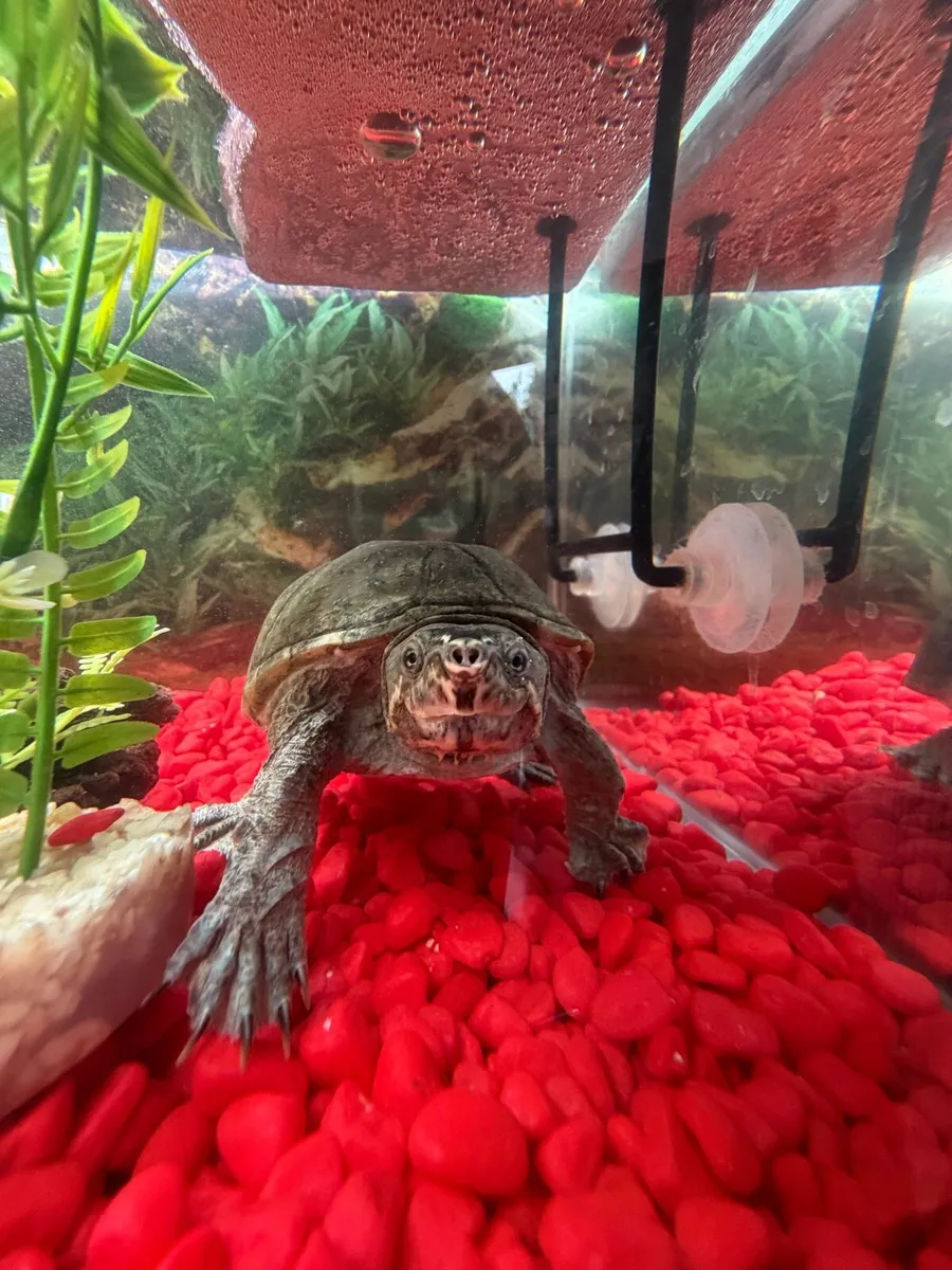 Turtle with tank and accessories - Image 2