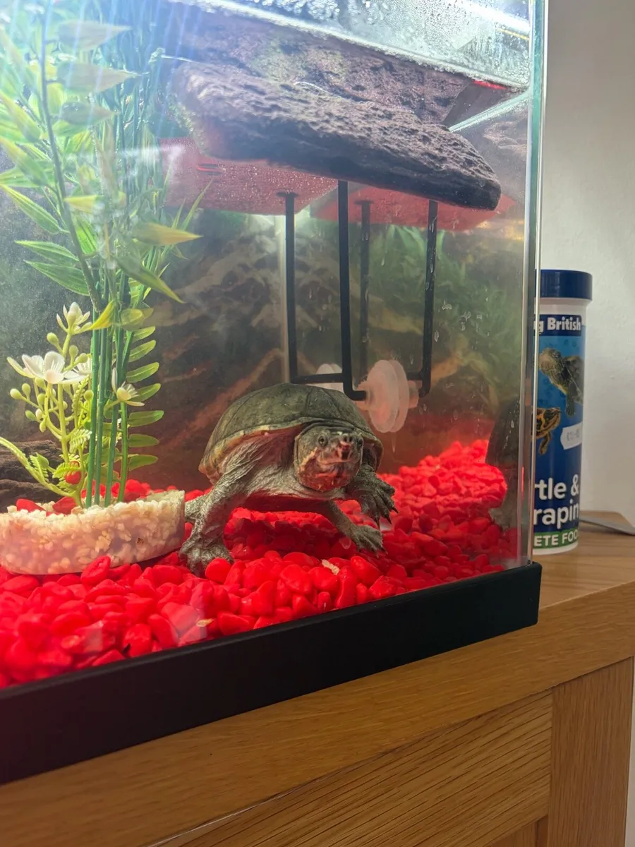 Turtle with tank and accessories - Image 3