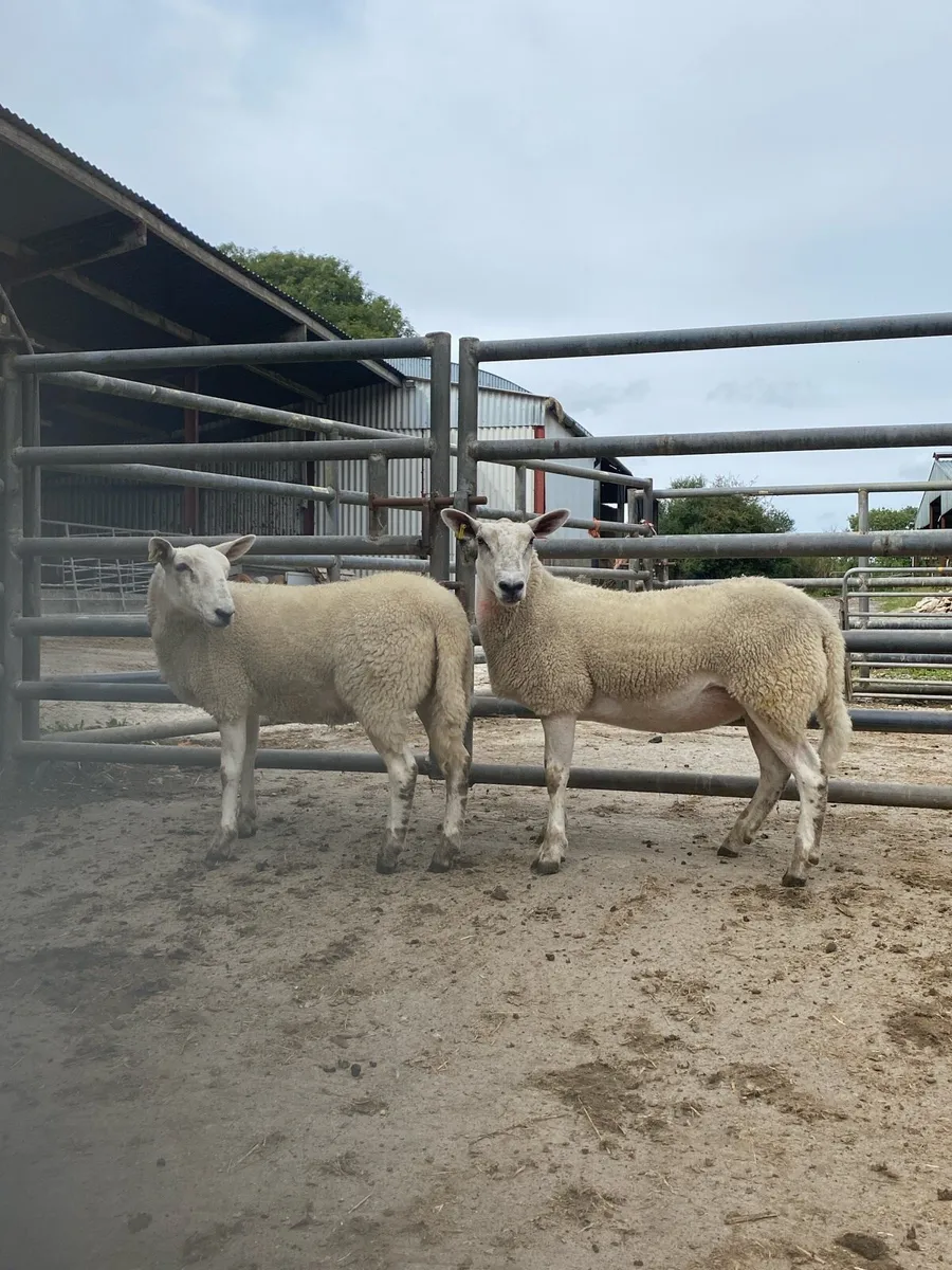Aberfield hoggets - Image 1